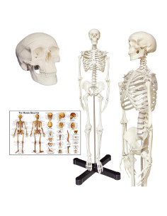 Modelo de Esqueleto Humano TakeTex 85 cm Anatómico Móvil