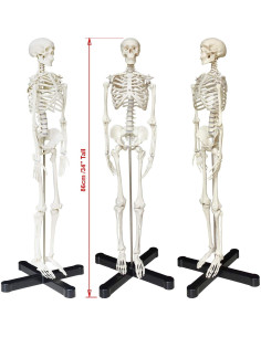 Modelo de Esqueleto Humano TakeTex 85 cm Anatómico Móvil 2