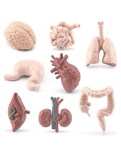 Juego de 8 Piezas de Órganos Humanos Miniatura Beauy Girl