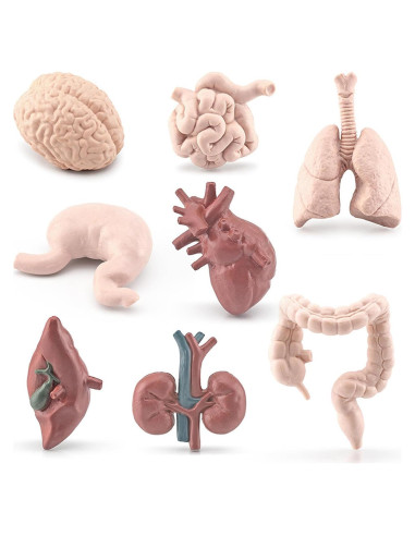 Juego de 8 Piezas de Órganos Humanos Miniatura Beauy Girl