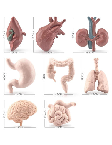 Juego de 8 Piezas de Órganos Humanos Miniatura Beauy Girl