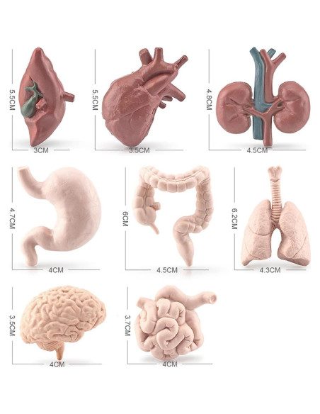 Juego de 8 Piezas de Órganos Humanos Miniatura Beauy Girl