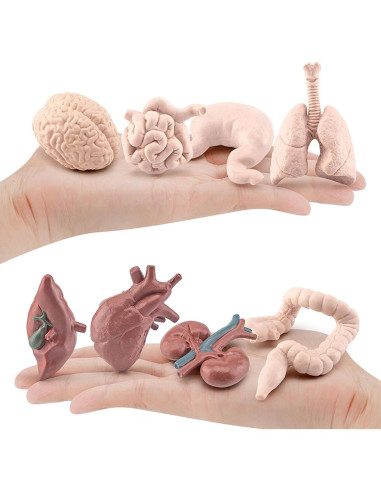 Juego de 8 Piezas de Órganos Humanos Miniatura Beauy Girl