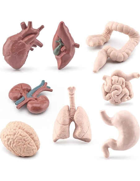 Juego de 8 Piezas de Órganos Humanos Miniatura Beauy Girl