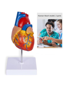 Modelo de Corazón Humano Breesky 2 Partes 48 Estructuras