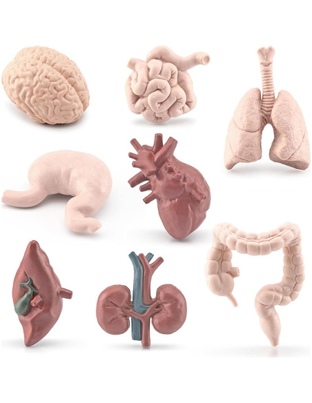 Juego de 8 Piezas de Órganos Humanos Miniatura Beauy Girl