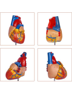 Modelo de Corazón Humano Breesky 2 Partes 48 Estructuras 2