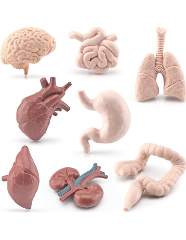 Juego de 8 Piezas de Órganos Humanos Miniatura Beauy Girl