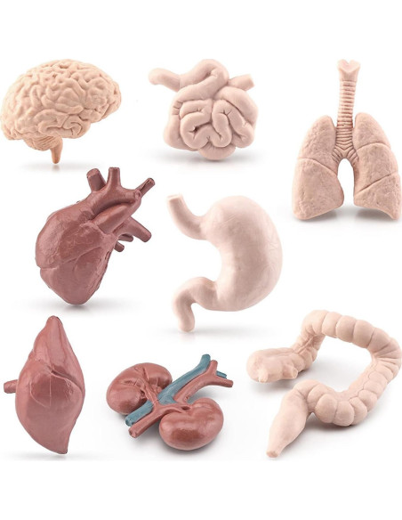 Juego de 8 Piezas de Órganos Humanos Miniatura Beauy Girl