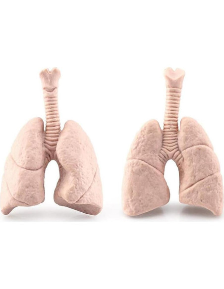 Juego de 8 Piezas de Órganos Humanos Miniatura Beauy Girl