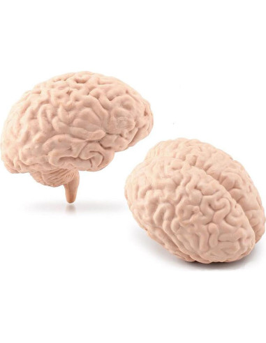 Juego de 8 Piezas de Órganos Humanos Miniatura Beauy Girl