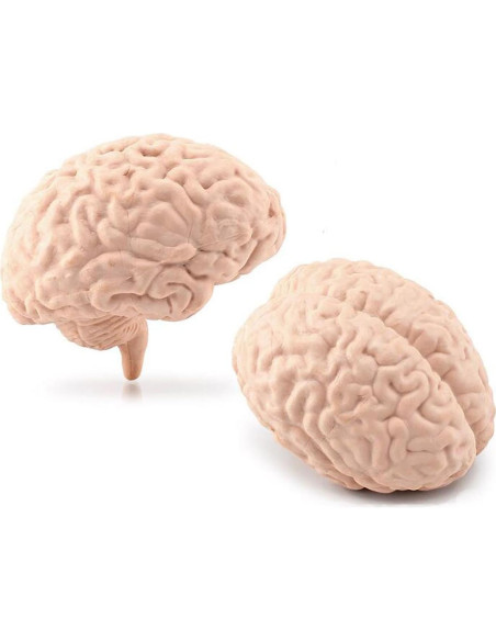 Juego de 8 Piezas de Órganos Humanos Miniatura Beauy Girl