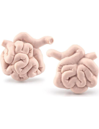 Juego de 8 Piezas de Órganos Humanos Miniatura Beauy Girl