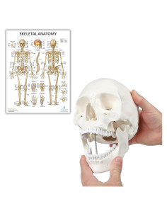Modelo de Cráneo Humano Adulto Axis Scientific 3 Partes 20cm