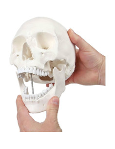 Modelo de Cráneo Humano Adulto Axis Scientific 3 Partes 20cm 2