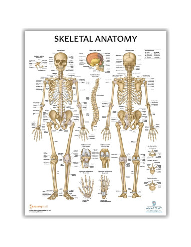 Modelo de Cráneo Humano Adulto Axis Scientific 3 Partes 20cm