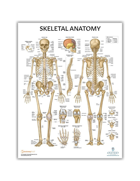 Modelo de Cráneo Humano Adulto Axis Scientific 3 Partes 20cm