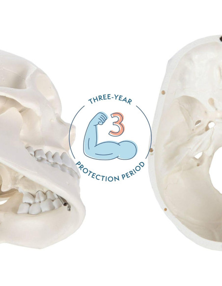 Modelo de Cráneo Humano Adulto Axis Scientific 3 Partes 20cm