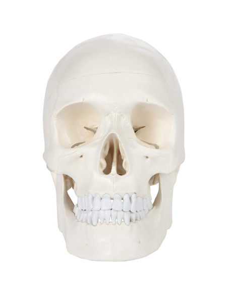 Modelo de Cráneo Humano Adulto Axis Scientific 3 Partes 20cm