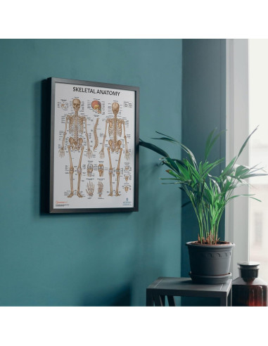 Modelo de Cráneo Humano Adulto Axis Scientific 3 Partes 20cm