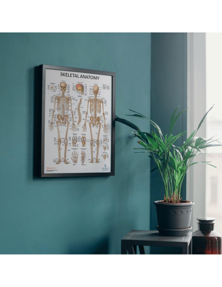 Modelo de Cráneo Humano Adulto Axis Scientific 3 Partes 20cm