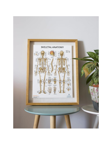 Modelo de Cráneo Humano Adulto Axis Scientific 3 Partes 20cm