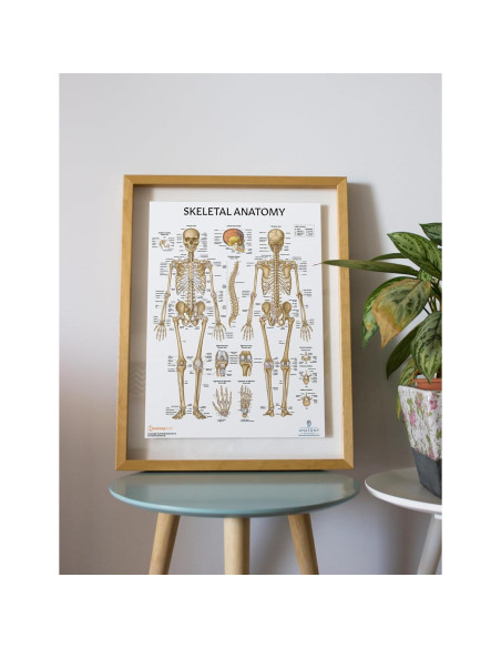 Modelo de Cráneo Humano Adulto Axis Scientific 3 Partes 20cm