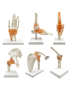 Set 6 Modelos de Anatomía Articulaciones Hombro Codo Rodilla