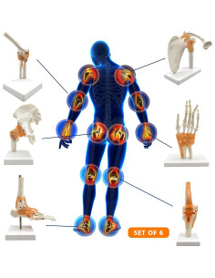Set 6 Modelos de Anatomía Articulaciones Hombro Codo Rodilla 2