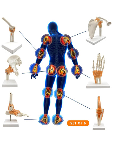 Set 6 Modelos de Anatomía Articulaciones Hombro Codo Rodilla