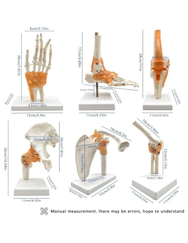 Set 6 Modelos de Anatomía Articulaciones Hombro Codo Rodilla