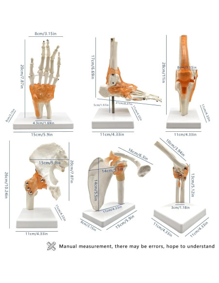 Set 6 Modelos de Anatomía Articulaciones Hombro Codo Rodilla