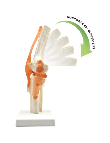 Set 6 Modelos de Anatomía Articulaciones Hombro Codo Rodilla