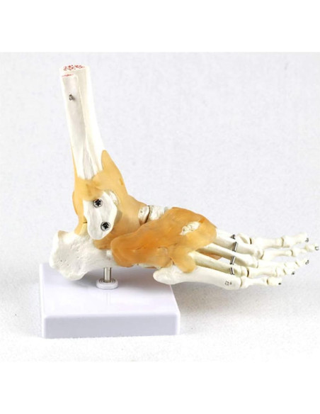 Set 6 Modelos de Anatomía Articulaciones Hombro Codo Rodilla