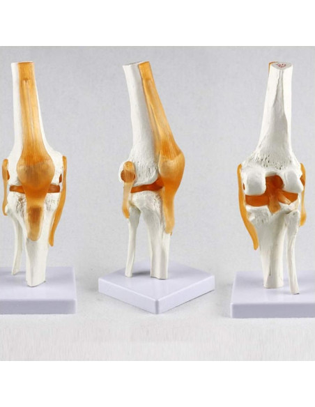 Set 6 Modelos de Anatomía Articulaciones Hombro Codo Rodilla