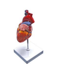 Modelo de Anatomía del Corazón Humano YANYANG 2 Partes 48 Etiquetas