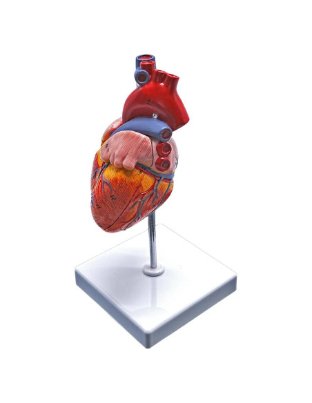 Modelo de Anatomía del Corazón Humano YANYANG 2 Partes 48 Etiquetas