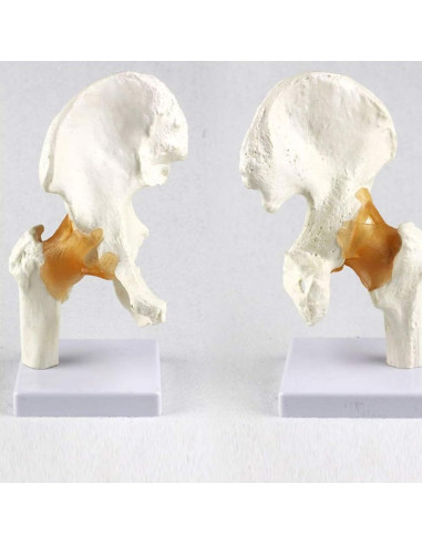 Set 6 Modelos de Anatomía Articulaciones Hombro Codo Rodilla