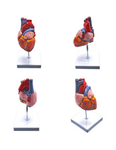 Modelo de Anatomía del Corazón Humano YANYANG 2 Partes 48 Etiquetas 2