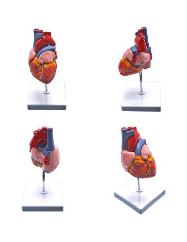 Modelo de Anatomía del Corazón Humano YANYANG 2 Partes 48 Etiquetas
