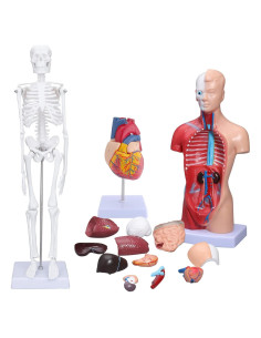 Modelo de Torso Humano ANNWAH 1:1 PVC Educativo 23.6 cm