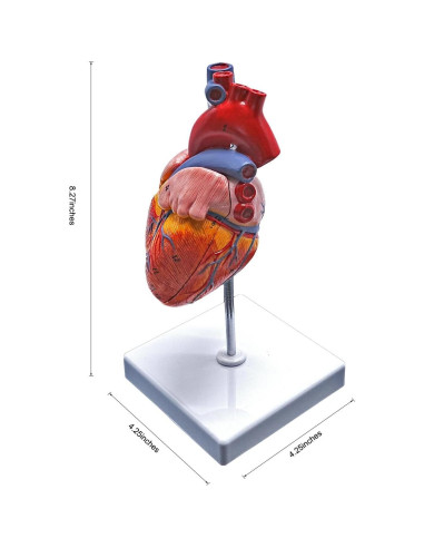 Modelo de Anatomía del Corazón Humano YANYANG 2 Partes 48 Etiquetas