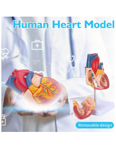 Modelo de Torso Humano ANNWAH 1:1 PVC Educativo 23.6 cm 2