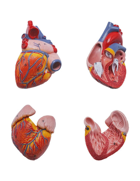 Modelo de Anatomía del Corazón Humano YANYANG 2 Partes 48 Etiquetas