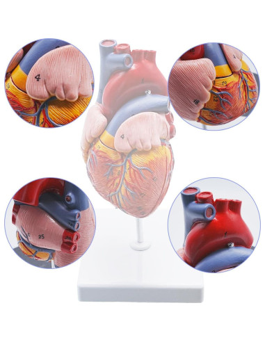 Modelo de Anatomía del Corazón Humano YANYANG 2 Partes 48 Etiquetas