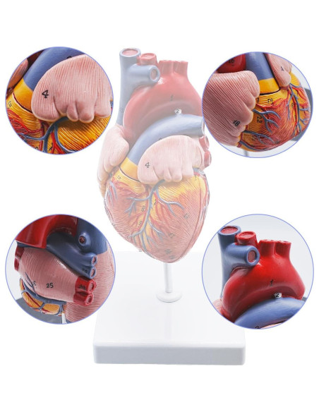Modelo de Anatomía del Corazón Humano YANYANG 2 Partes 48 Etiquetas