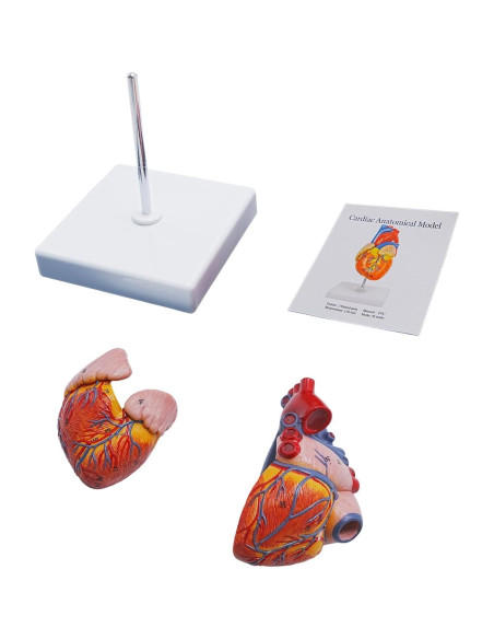 Modelo de Anatomía del Corazón Humano YANYANG 2 Partes 48 Etiquetas