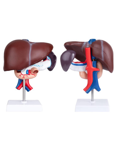 Modelo Anatómico de Hígado Humano Faruijie 18.5x16.8 cm