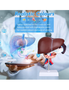 Modelo Anatómico de Hígado Humano Faruijie 18.5x16.8 cm 2