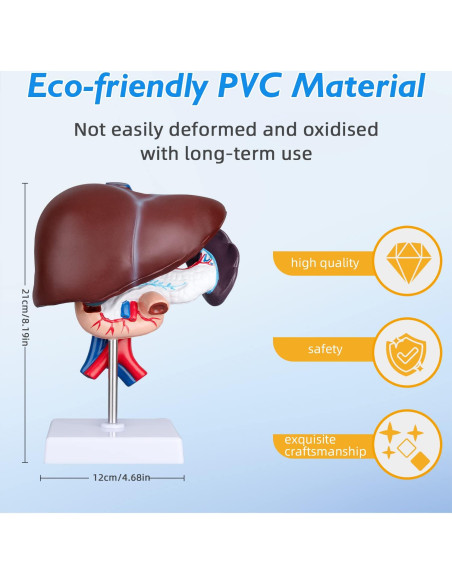 Modelo Anatómico de Hígado Humano Faruijie 18.5x16.8 cm